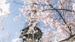 Hanami, fête des cerisiers en fleur <br /> <br /> <img src="https://pariscosmop.fr/wp-content/uploads/2022/05/fete-Hanami-paris.jpg" alt="Hanami" style="width:98%" loading="lazy">