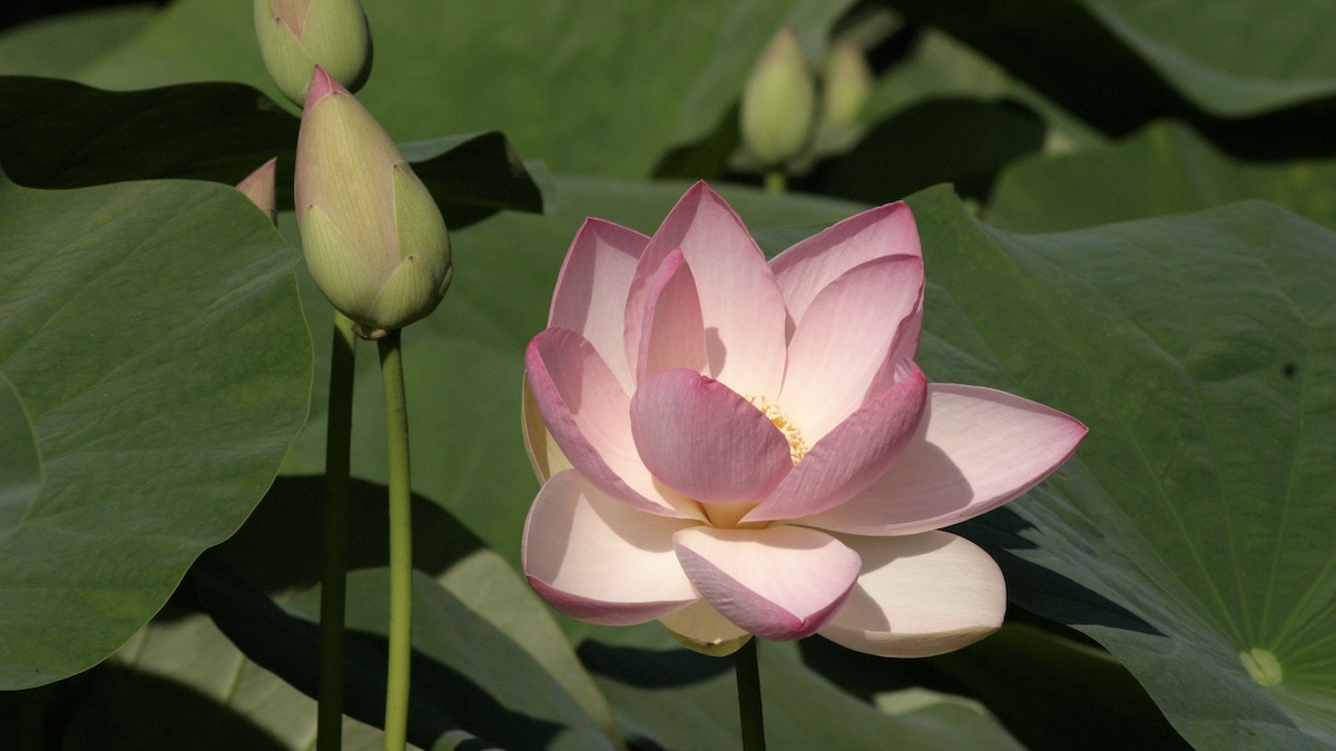 Lotus sacré ou Lotus d'Orient